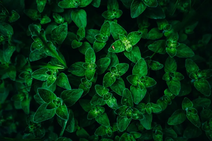 green transition economy