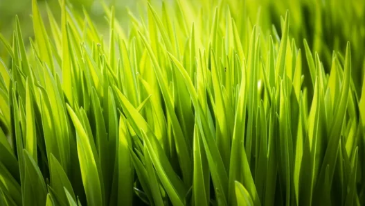 Photo green transition economy