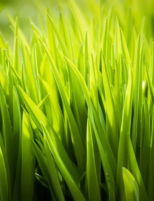 Photo green transition economy