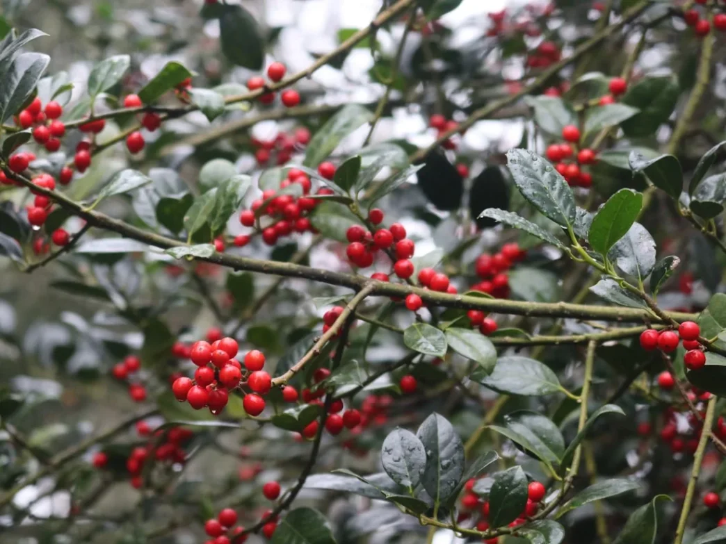 Photo December