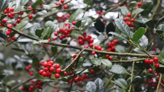 Photo December