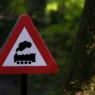 Photo signal