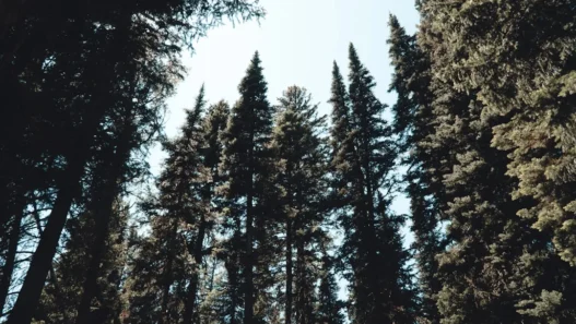 Photo difference